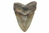 Fossil Megalodon Tooth - North Carolina #219970-2